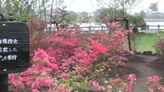 桜前線・春の花シリーズ　つつじが岡公園