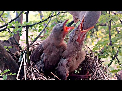 Wild bird while feeding youngs put her full beak in babies mouth @BirdPlusNest