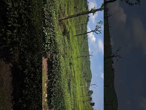 வால்பாறை பயணம் #today #tour #valparai #big #adventure