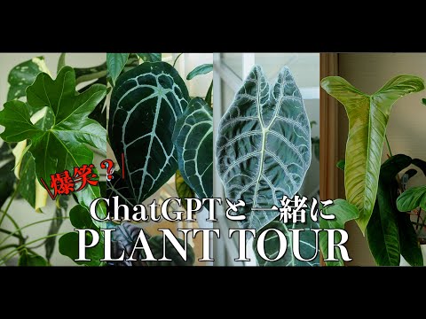 【PLANT TOUR】AIとお届けする観葉植物ツアー【アロイド棚】