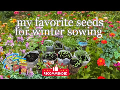 My Favorite Seeds for Winter Sowing (Tried-and-True Picks + Bonus Favorites!) | The Southern Daisy