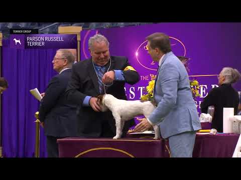 Parson Russell Terriers | Breed Judging 2024