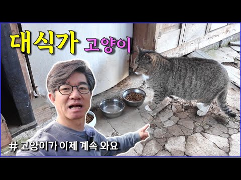 매일 고양이가 오고 있어요. 근데 대식가네요 / peaceful life in countryside / wild cat / rustic