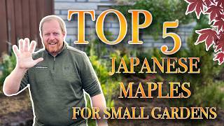 Top 5 Japanese Maples For Small Gardens