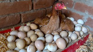 Beautiful Young Hen Hatching Too many Eggs - Hen Harvested 100 Eggs to baby chicks