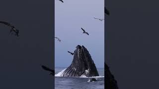 Humpback eats millions of anchovies!