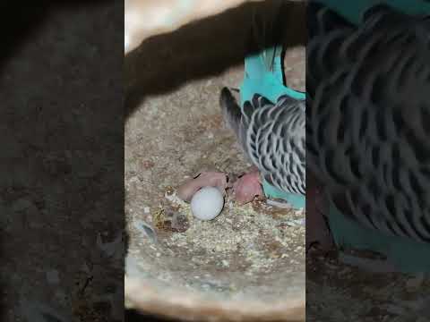 Budgie bird egg hatching Chicks Growth Day 6 #Viral #Shorts