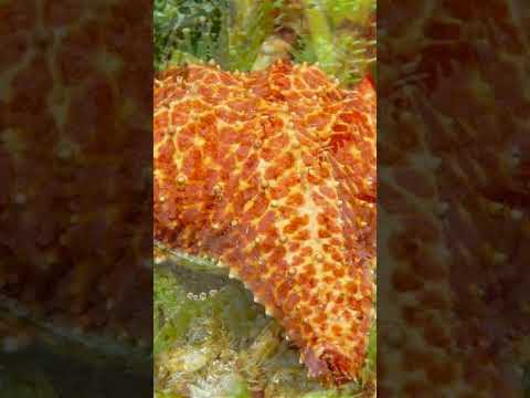 Starfish Facts in 60 Seconds: Secrets of the Sea Stars!