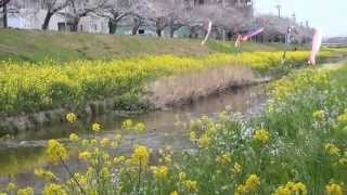 佐奈川の桜と菜の花（愛知県豊川市）