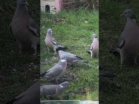 Wooden Pigeons eating and fighting🤺 😱😱🕊️🕊️🦅🦅