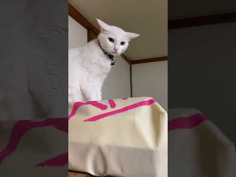 ネコ、猫