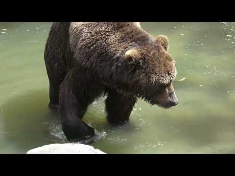 25 Fascinating Differences- Male, Female Brown Bears #facts #weirdanimals #mystery #bears #animals