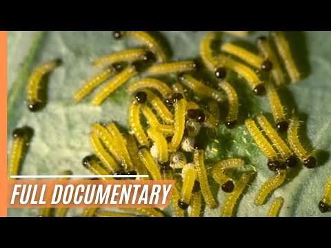 Evolution Unveiled: Dynamic Changes in Wildlife Across Landscapes | Full Documentary