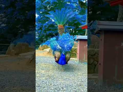 Dazzling Peacock Feather Display: Nature's Beauty in Action