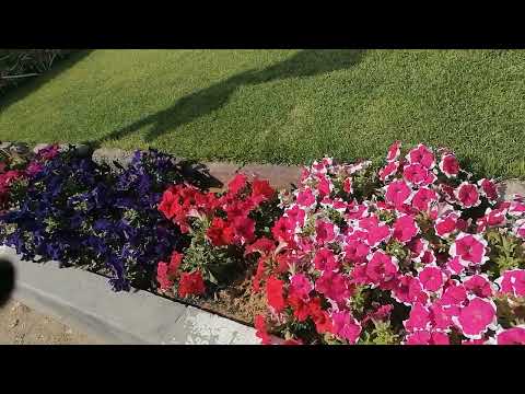 #short video#beautiful #flowers