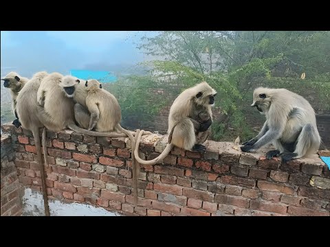 "जब सर्दी ने किया हमला, तो लंगूरों ने दिखाई गजब की एकता!" | Bandar Bandar | Monkey Video