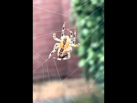 A spider weaves a web #spider #nature #4knature