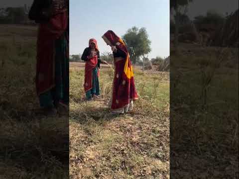 काम की फली ।। #viralreels #comedy#trading #funny #village #villagelife #rajsthanicultur #viralvideo