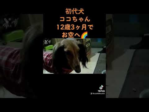 初代犬🐶🐾ココちゃん