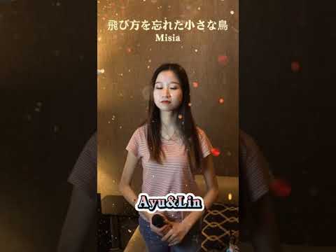 Misia 飛び方を忘れた小さな鳥❣️