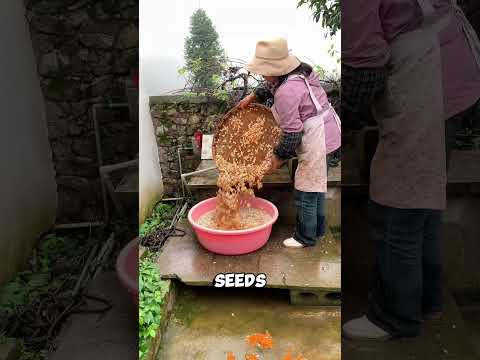 How to Roast Pumpkin Seeds