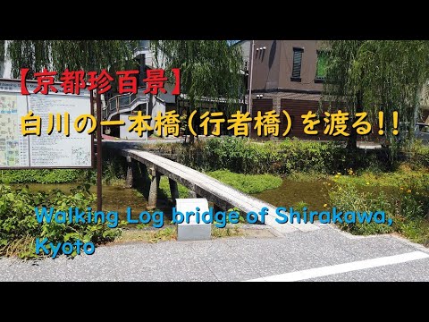 【京都珍百景】白川の一本橋（行者橋）を渡る！！【Walking Log bridge of Shirakawa, Kyoto】