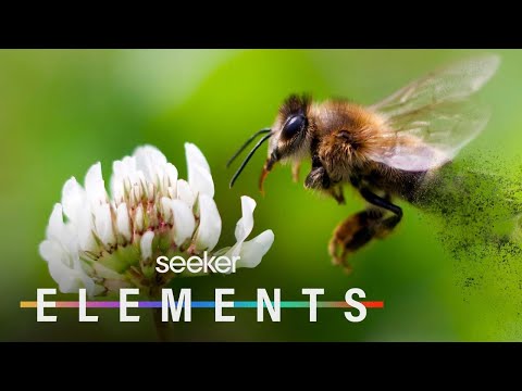 The Threat to Bees and Our Food Supply