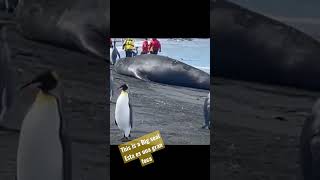 una gran foca #seal #foca #rare #sea #mar #animalfanatics #animals #animales #animalshorts