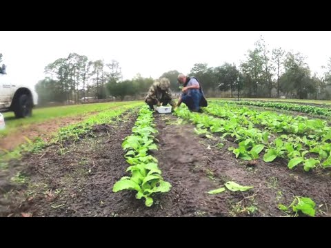 HOW TO COOK GREENS - HARVEST CLEAN COOK AND FREEZE - SOUL FOOD