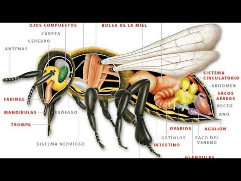 The Anatomy of Insects.