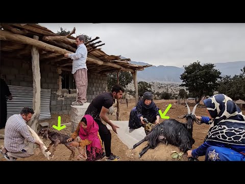 A pure moment in Doora farm: Grandma gives birth to a baby goat