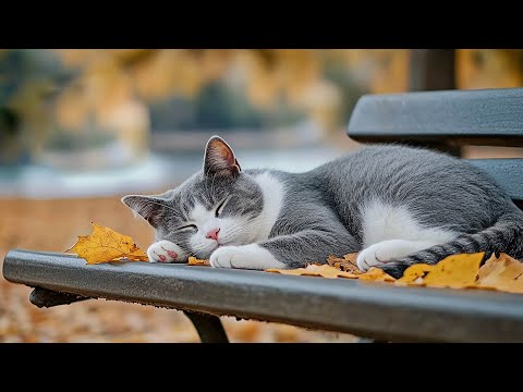 12 Hours Healing Cat Music 🐈 Sleep Music for Cats With Video 4K ♬ Sleepy Cats, Soothing Piano