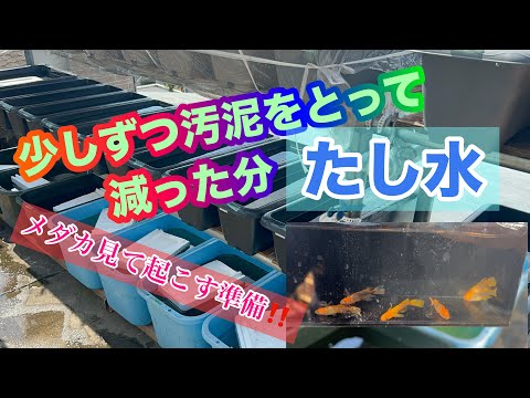 (メダカ)今日もメダカ楽しみます！起こすには早いけど様子を見てくださいね。