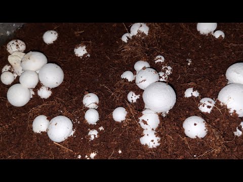 Mushroom farming ki jankari Mushroom farming tips #Mushroom