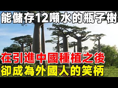 能儲存12噸水的瓶子樹，在引進中國種植之後，卻成為外國人的笑柄#科普 #科普頻道