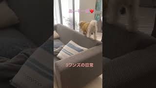 【多頭飼い】3匹いたらこんな日常