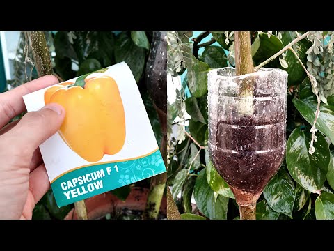 CAPSICUM Propagation Made Easy with MORINGA Tree Trick