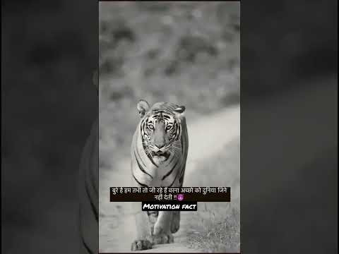 Tiger hindi quotes//tiger motivation #shorts #shortvideo #tiger #tigers