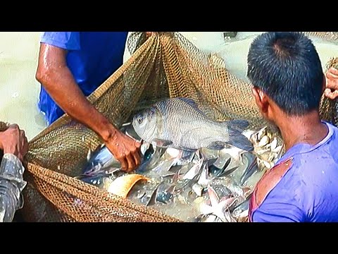 Catching Lot Of Fish Of Pond| Fishermen Vs Pond Catch Netting | net fishing videos