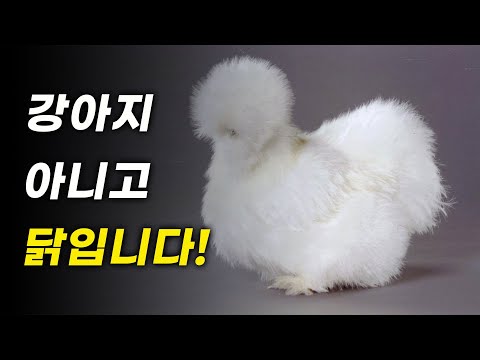 강아지처럼 생긴 특이한 품종의 닭을 구했습니다