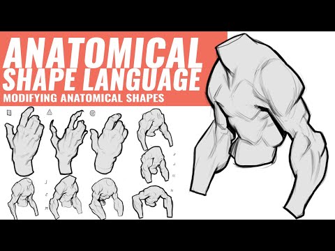 ANATOMICAL SHAPE LANGUAGE