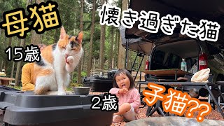 キャンプ場で猫と遭遇！ずっと居座る看板猫が可愛すぎた！【ファミリーキャンプ】