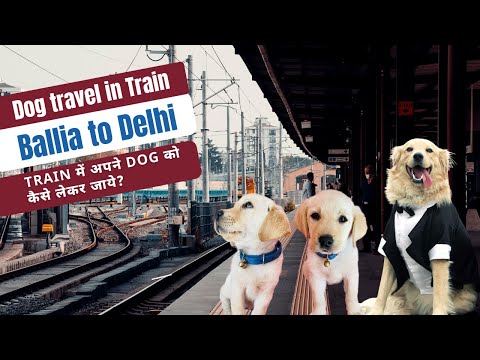 Dog travel in Train | Ballia to Delhi | How to book train ticket for your Dog | Loknayak Exp. DogBOX