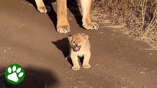 Baby Lion Shows Off "Mighty" Roar