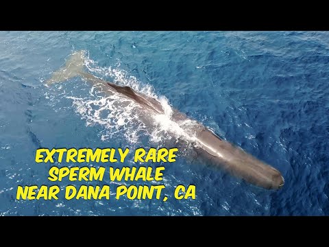 Extremely Rare Sperm Whale Off SoCal Near Dana Point