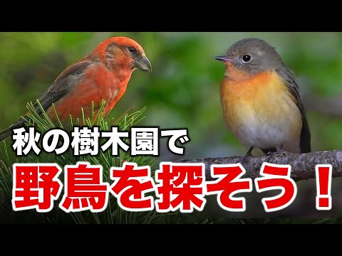 野鳥の水浴びシーンや珍しい小鳥も発見！？