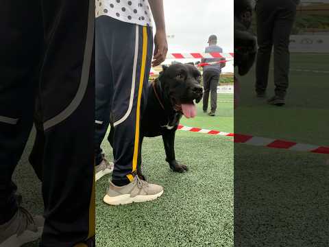 Check out this Cane Corso  #dog #shorts #canecorso