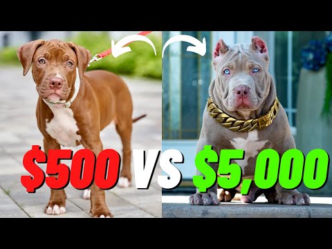 The Truth About Cheap vs Expensive Pit Bulls: Is the Price Worth It?