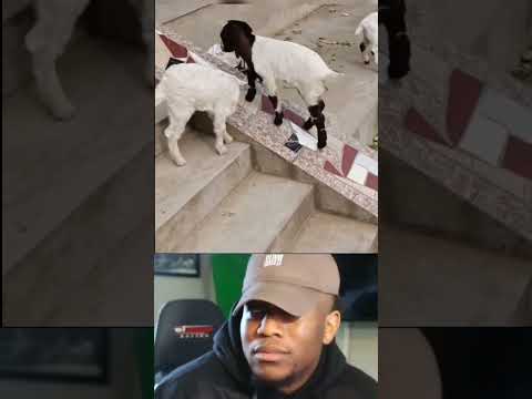 the goat memelucu funny video||#memes#funnyvideo#tiktok #shortvideo#memelucu #lucu#usmarttiko#shorts