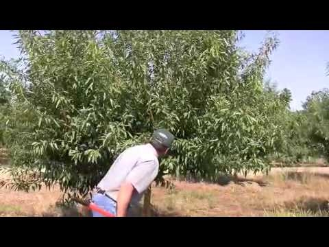 Almond Pruning Yr2 Farsi